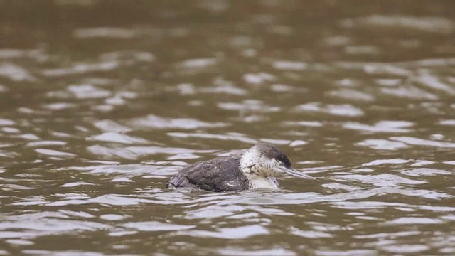 Plongeon catmarin - ML635033512