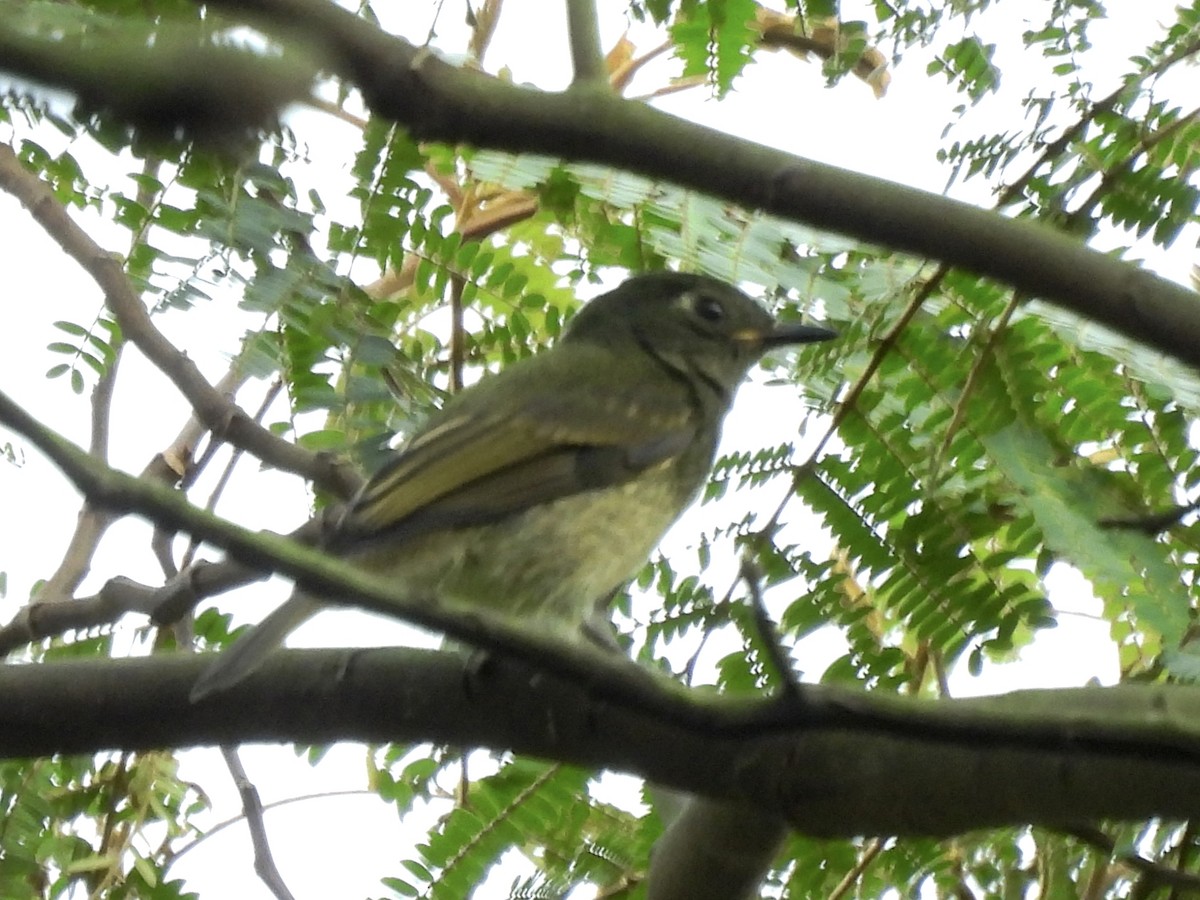 Streak-necked Flycatcher - ML635033660