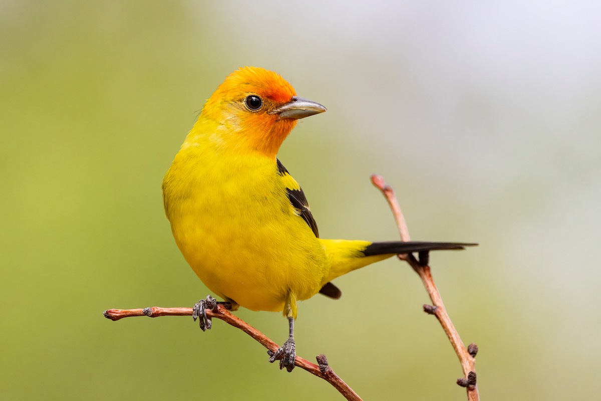 Western Tanager - ML635033876