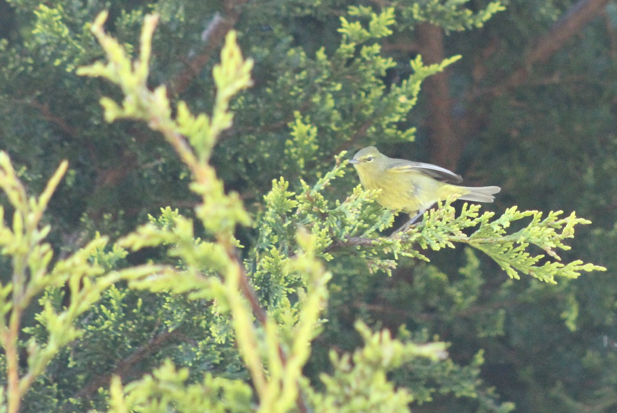 Orange-crowned Warbler - ML635033916