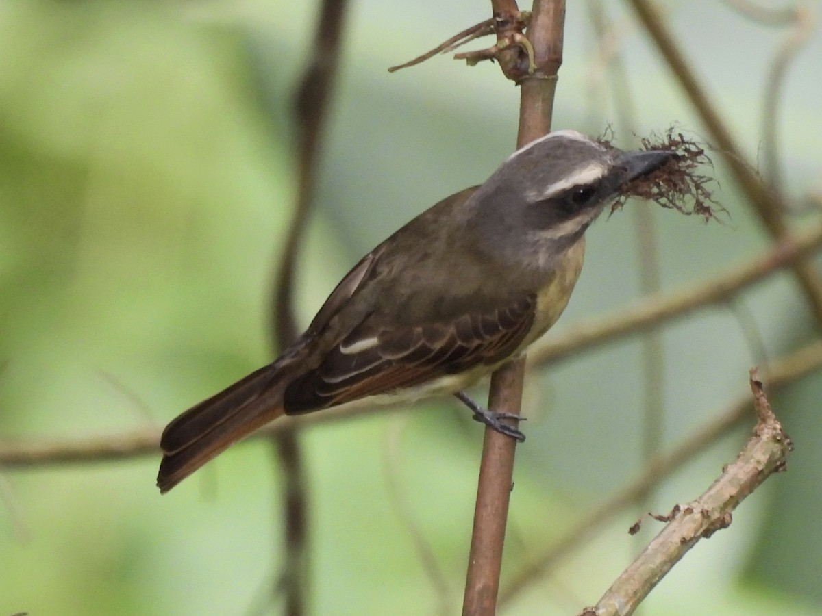 Golden-bellied Flycatcher - ML635033920
