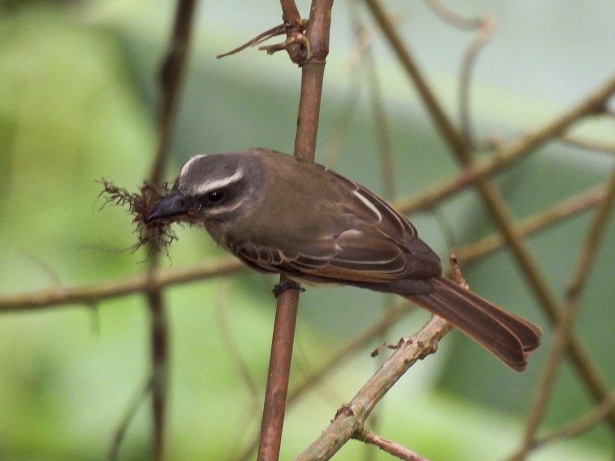 Golden-bellied Flycatcher - ML635033922