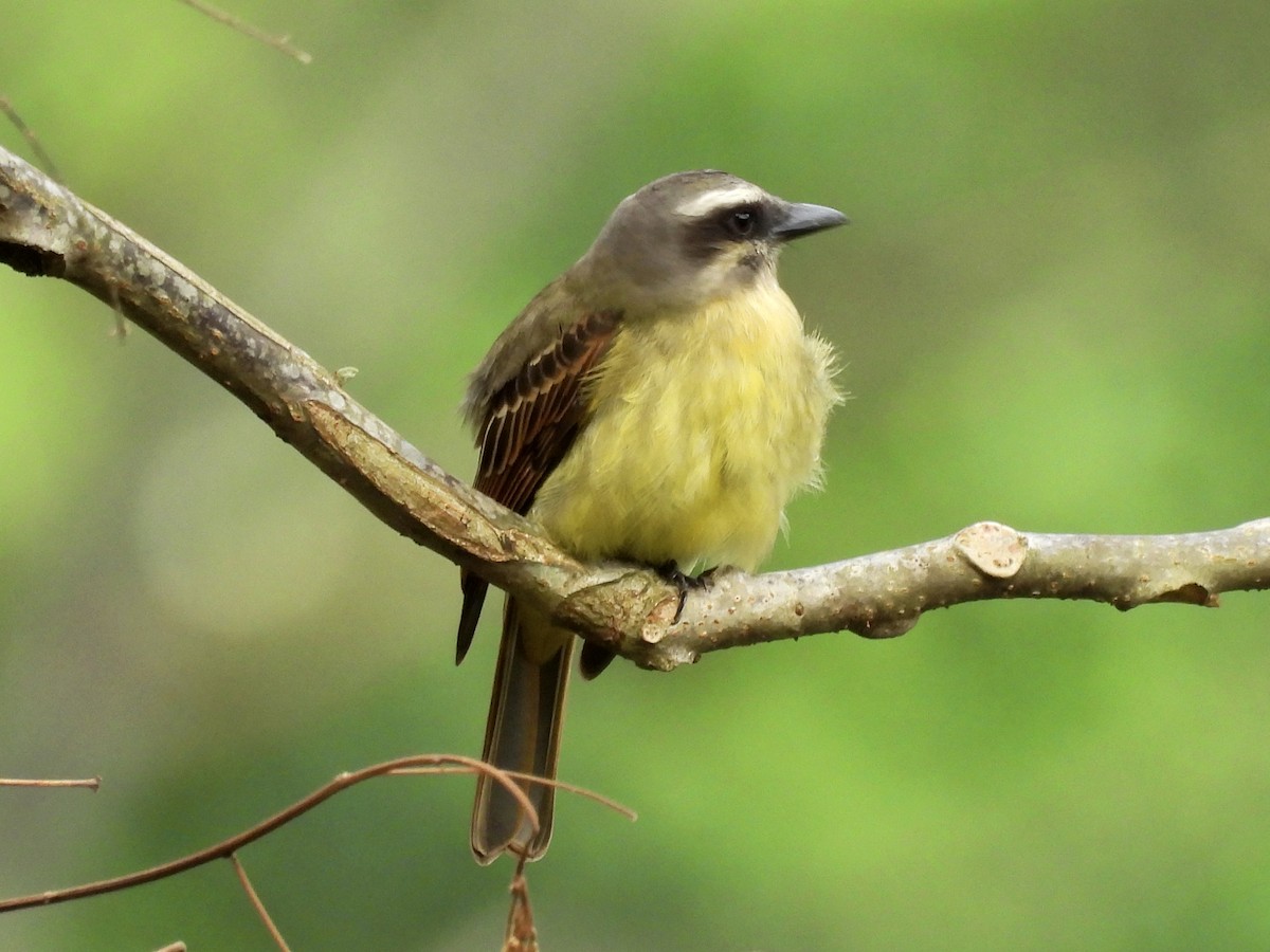 Golden-bellied Flycatcher - ML635033923