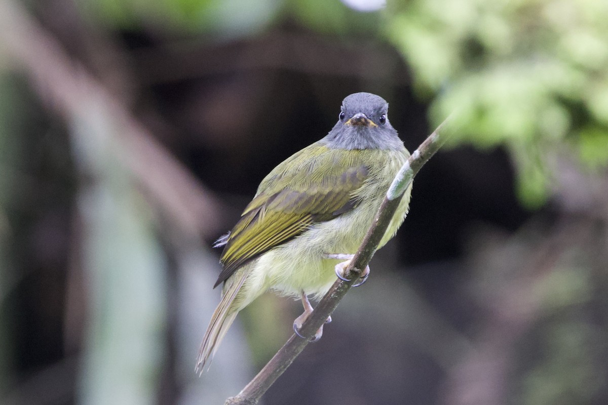 Streak-necked Flycatcher - ML635034089