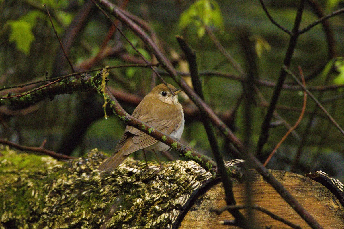Veery - ML635034433