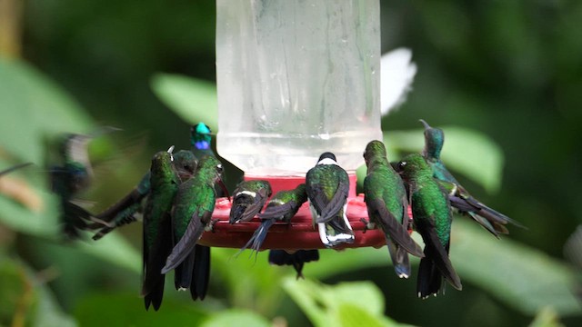 White-necked Jacobin - ML635034453