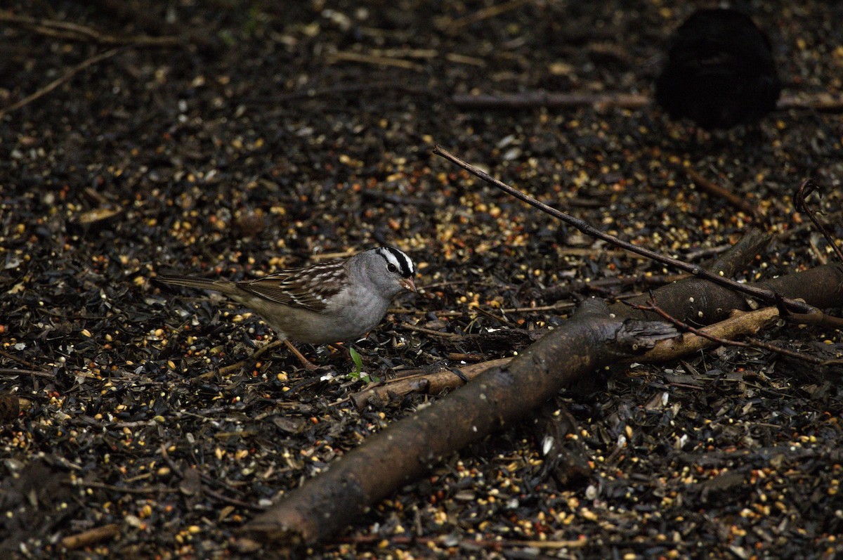 White-crowned Sparrow - ML635034461