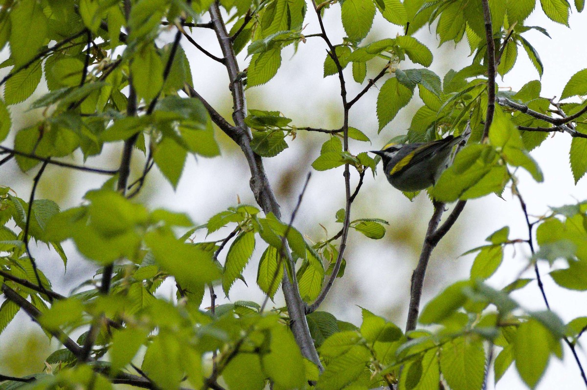 Golden-winged Warbler - ML635034471