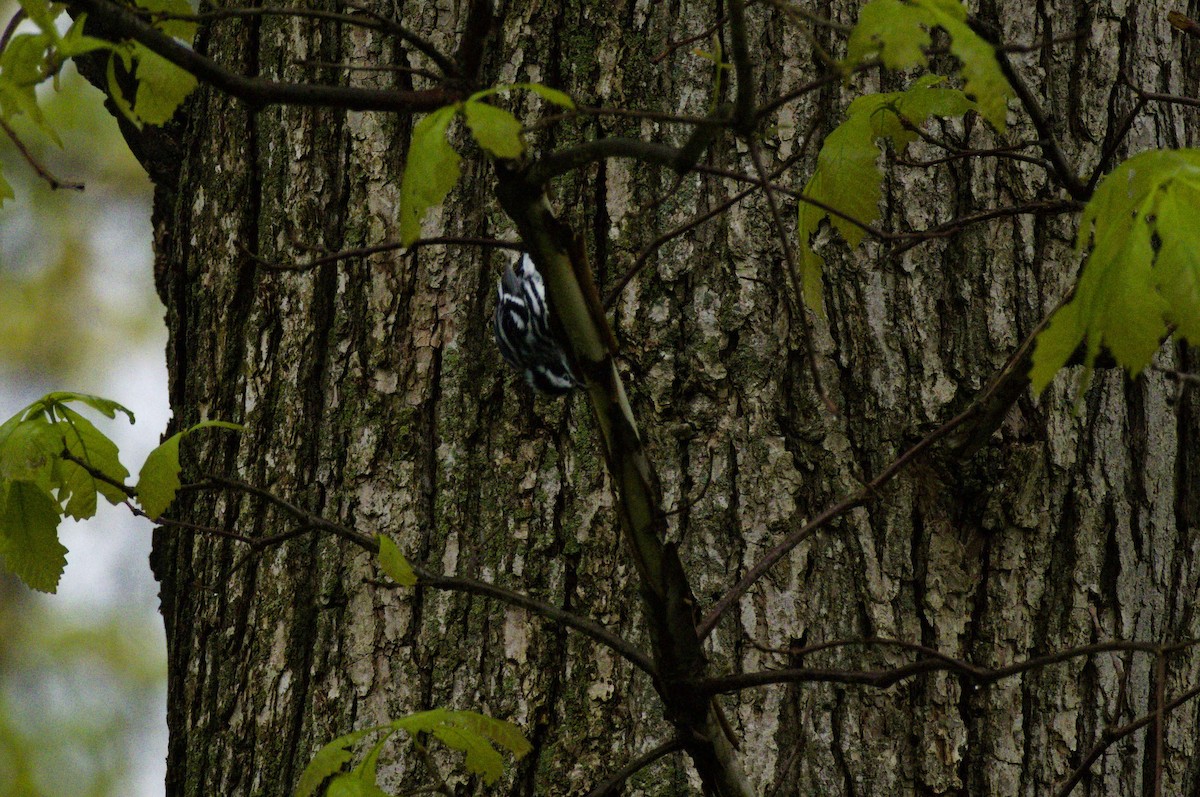 Black-and-white Warbler - ML635034480