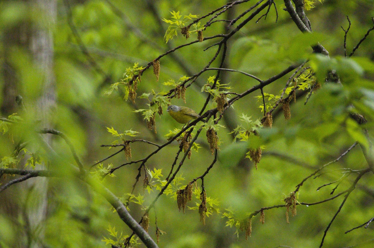 Nashville Warbler - ML635034497