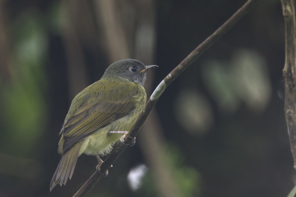 Streak-necked Flycatcher - ML635034704