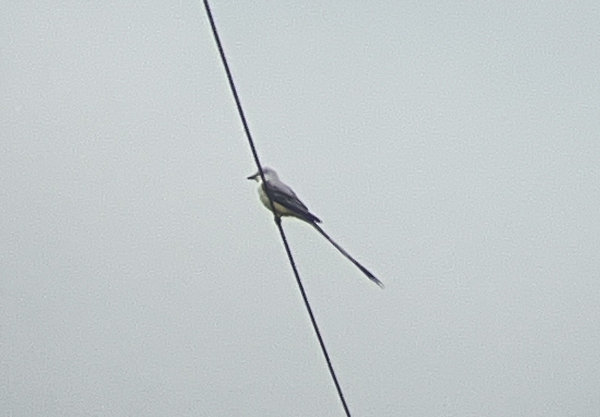 Scissor-tailed Flycatcher - ML635034782
