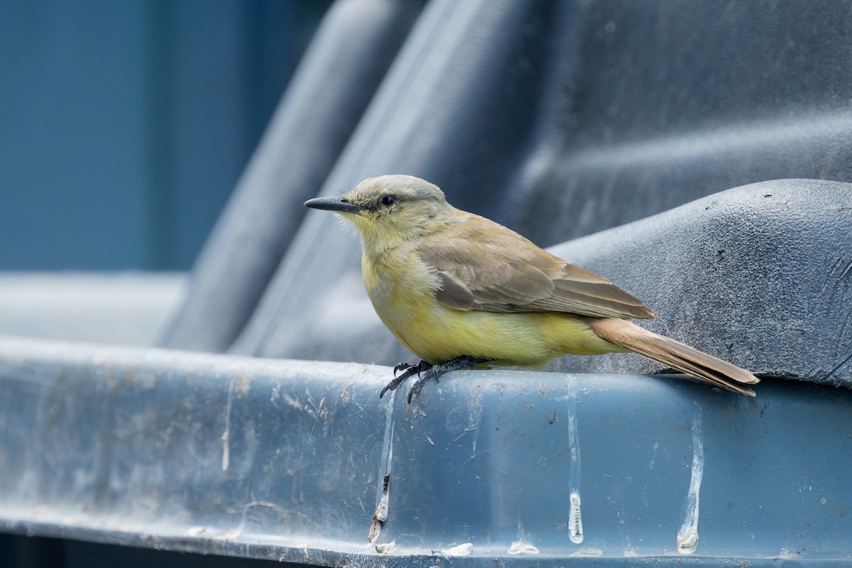 Cattle Tyrant - ML635034885