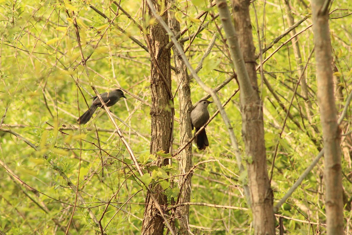 Gray Catbird - ML635034934