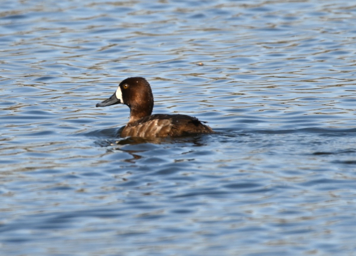 Porrón Bola - ML635034995
