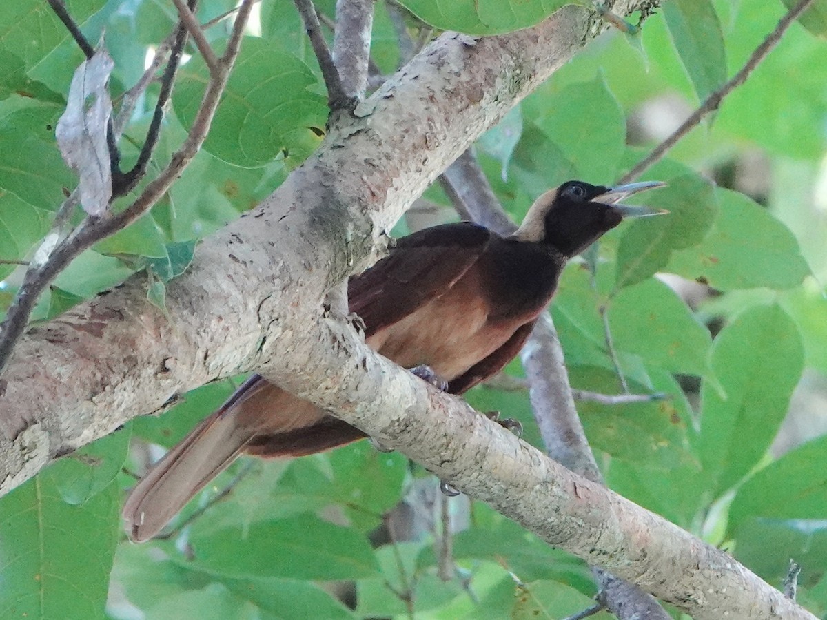 Raggiana Bird-of-Paradise - ML635035065