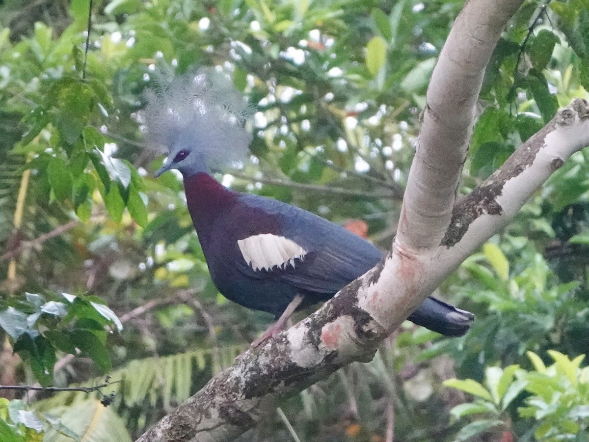Sclater's Crowned-Pigeon - ML635035086