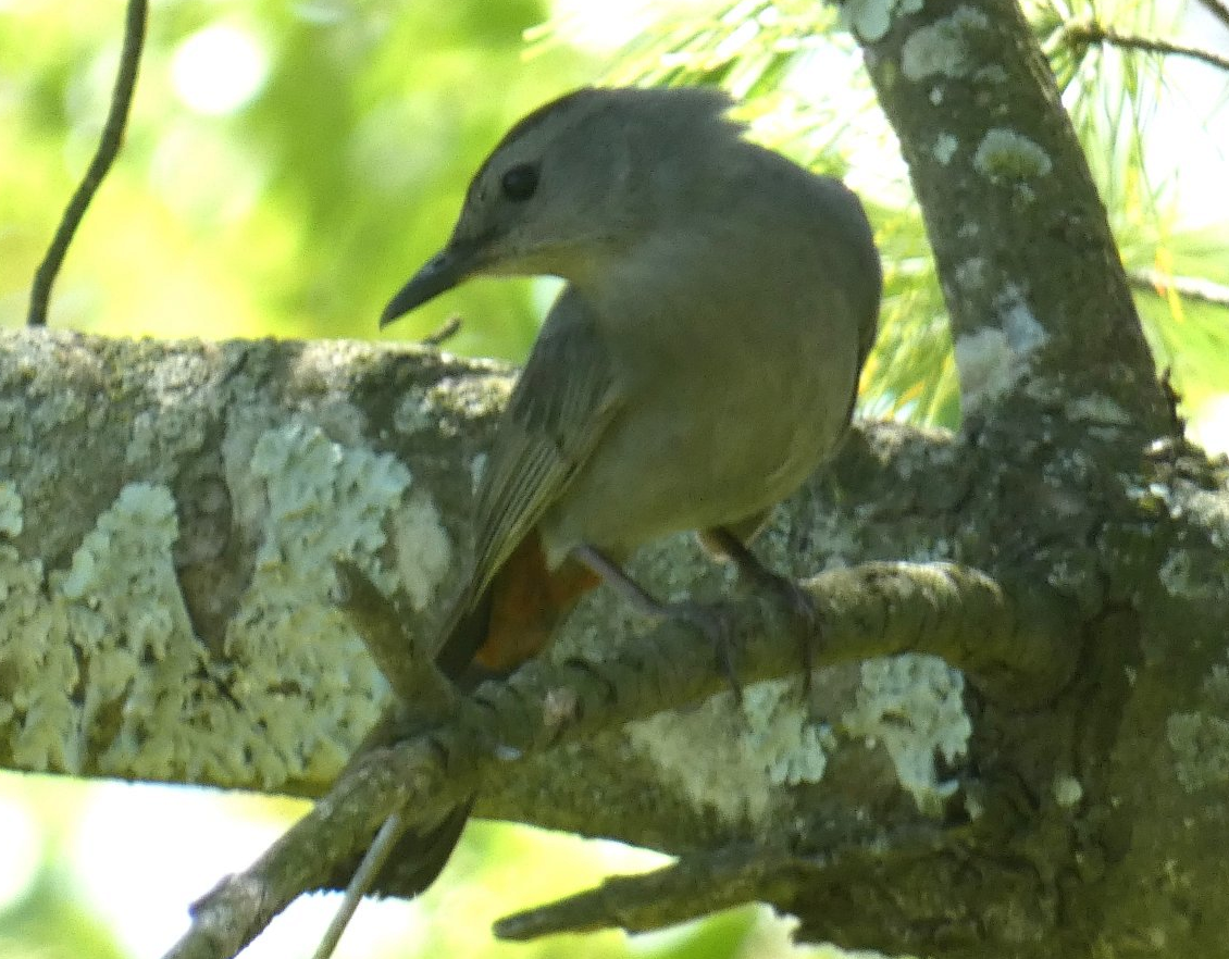 kattespottefugl - ML635035154