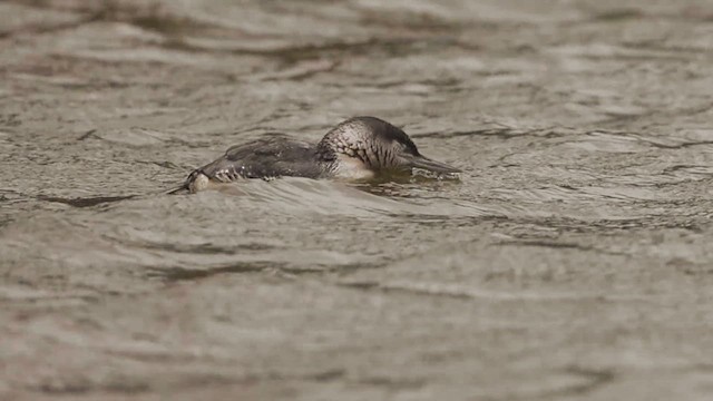 Plongeon catmarin - ML635035194