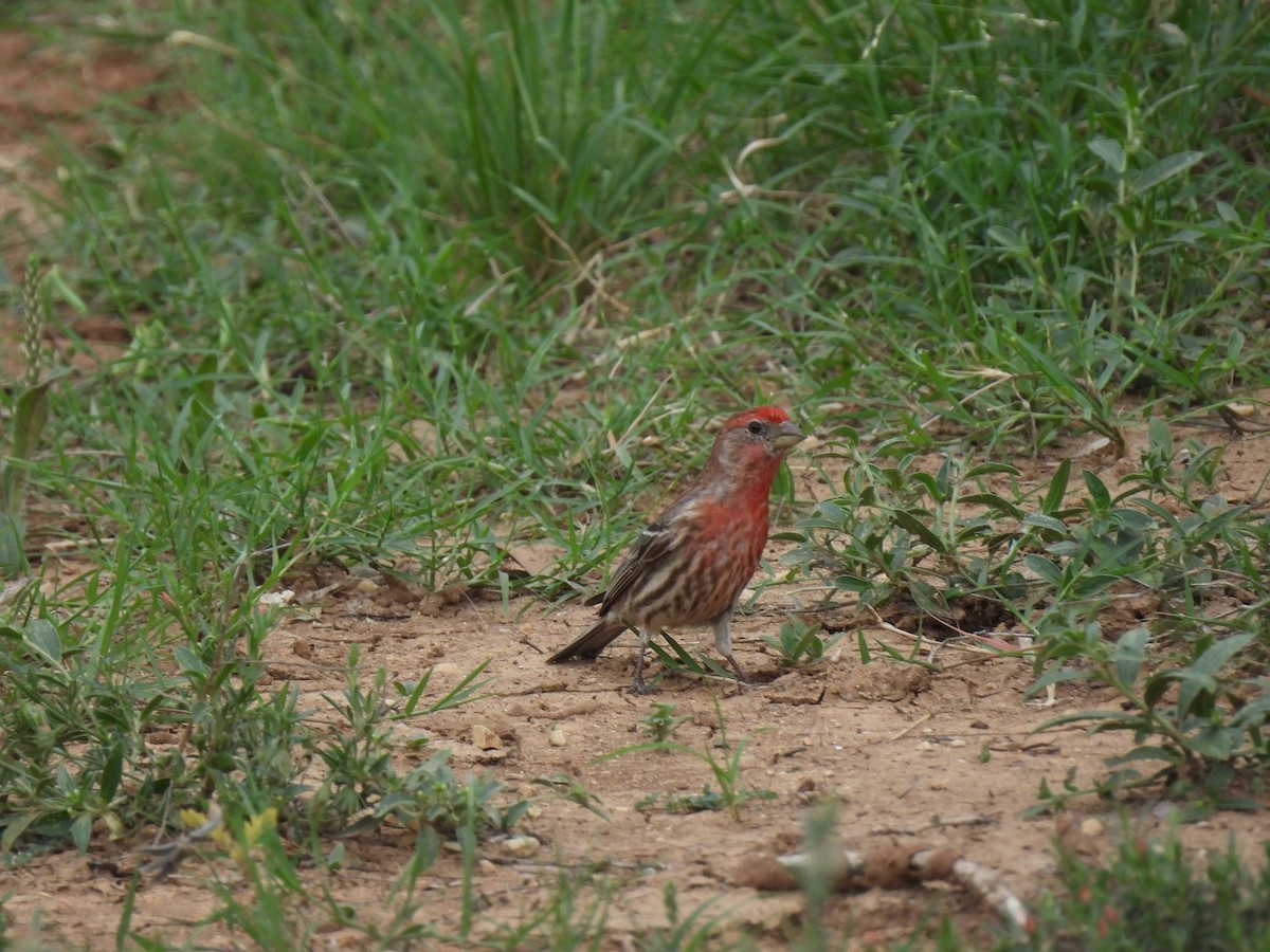 House Finch - ML635035211