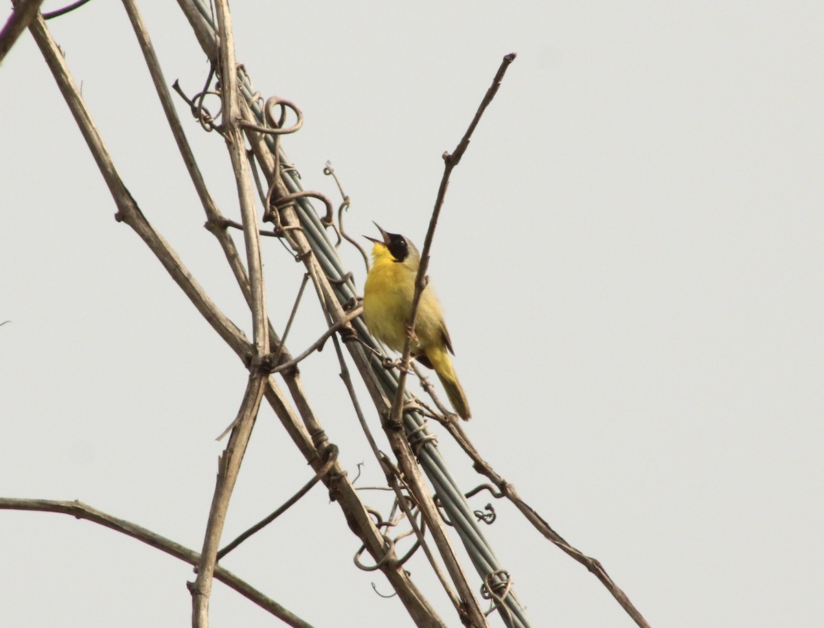 Common Yellowthroat - ML635035274