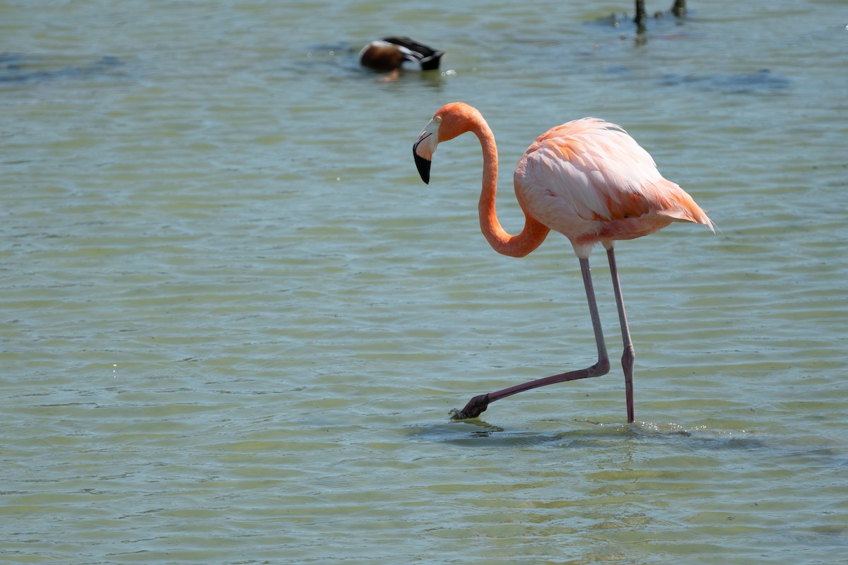 American Flamingo - ML635035275