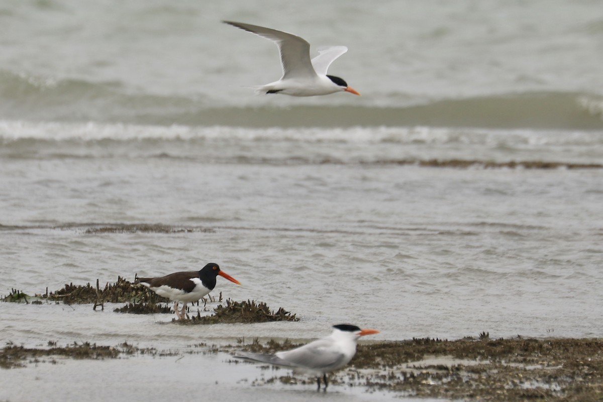 Royal Tern - ML635035309
