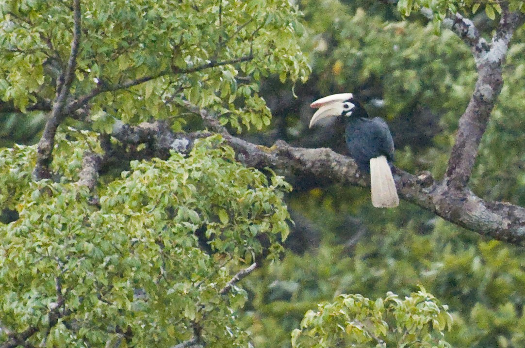 Cálao de Palawan - ML635035324