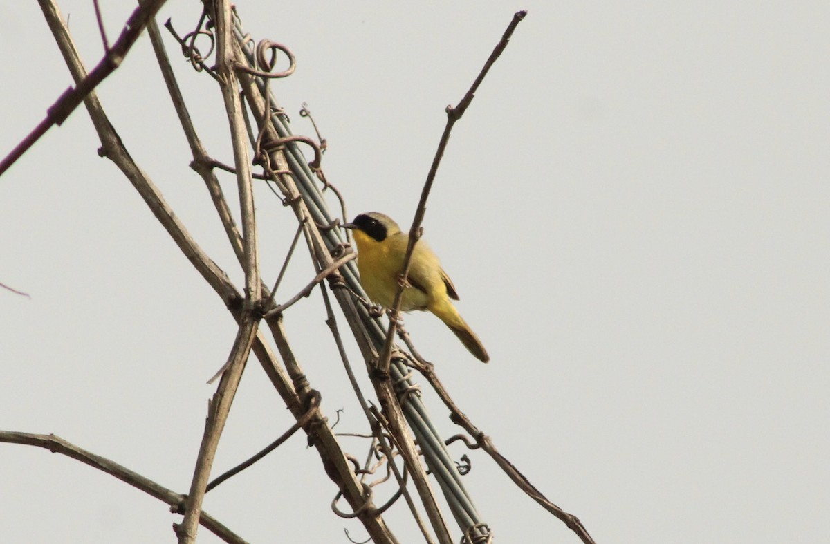 Common Yellowthroat - ML635035348