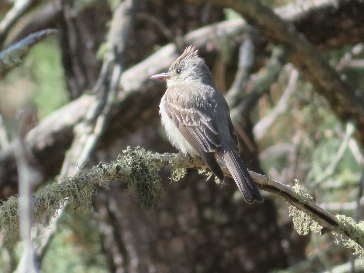 Greater Pewee - ML635035431