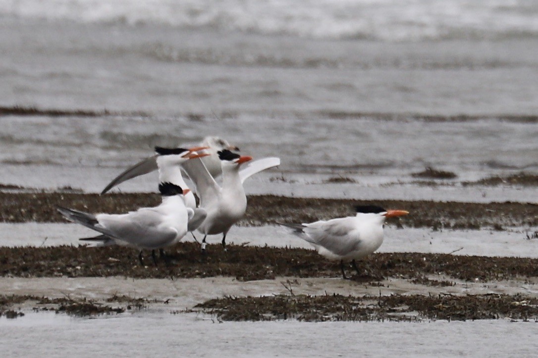 Royal Tern - ML635035459