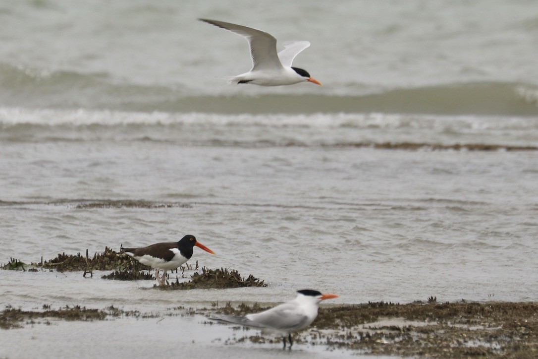 American Oystercatcher - ML635035460