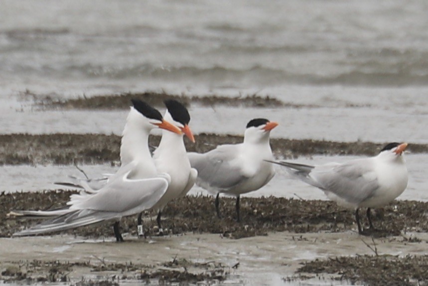 Royal Tern - ML635035462