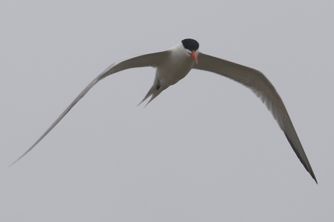 Royal Tern - ML635035463