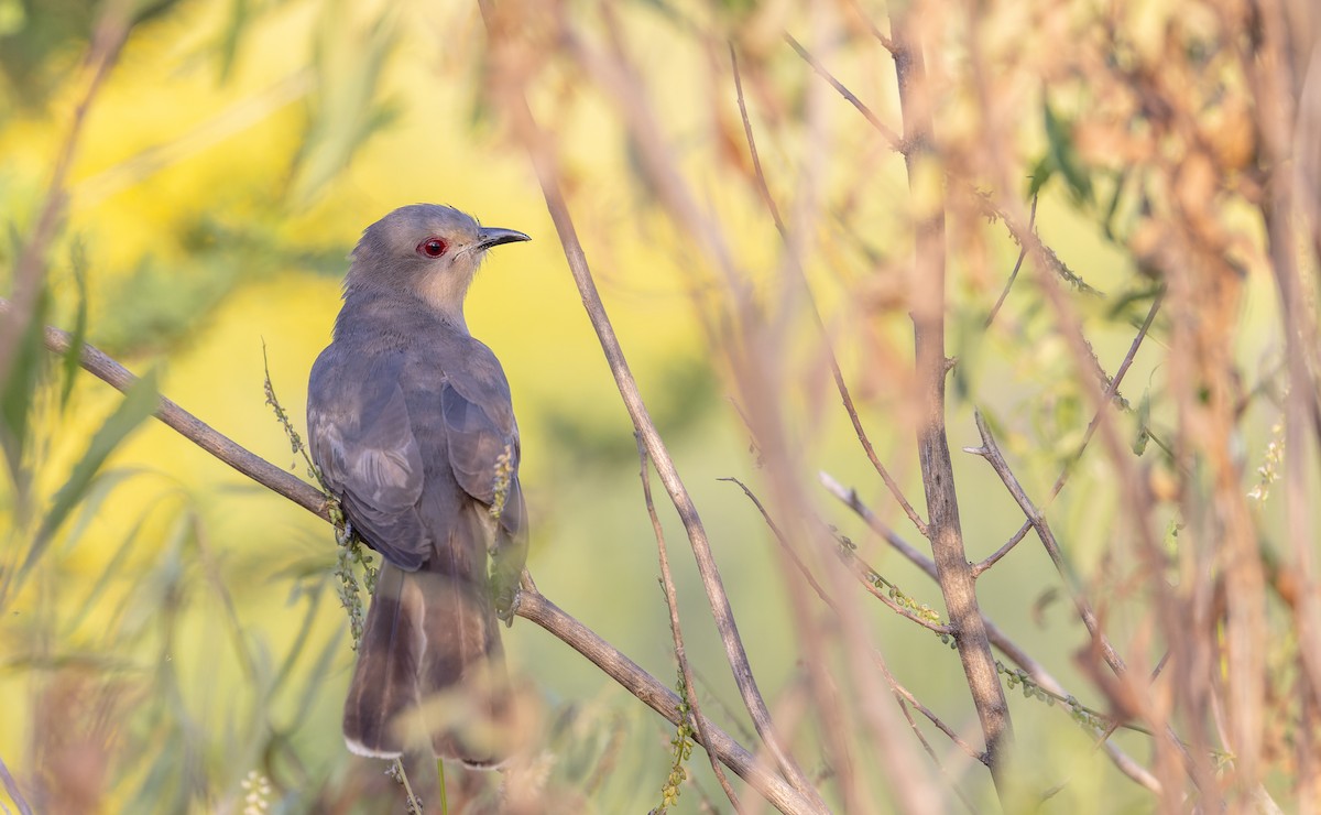 Ash-colored Cuckoo - ML635035471