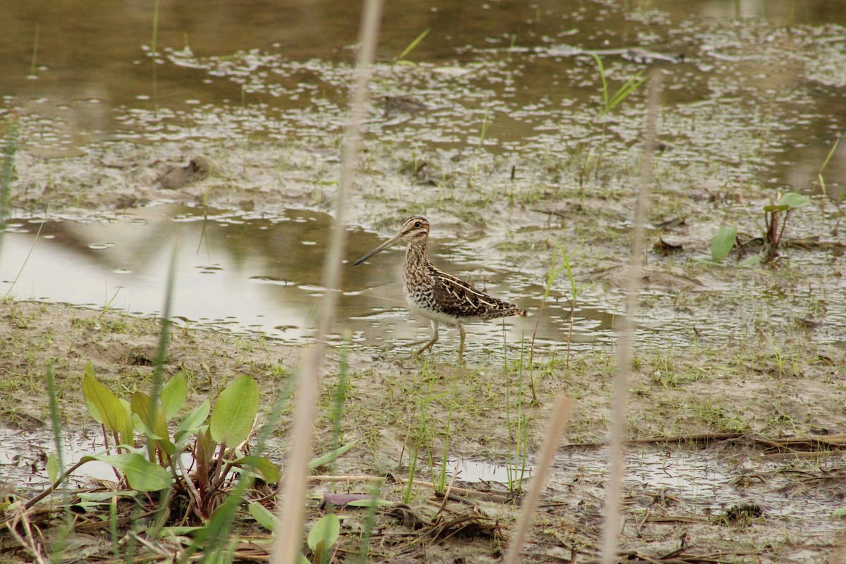 Wilson's Snipe - ML635035535