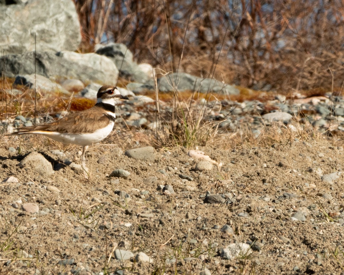 Killdeer - ML635035551