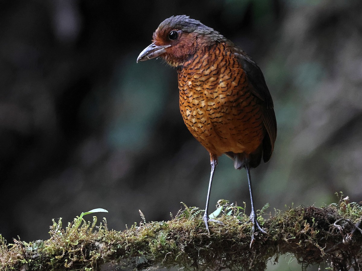 Giant Antpitta - ML635035631