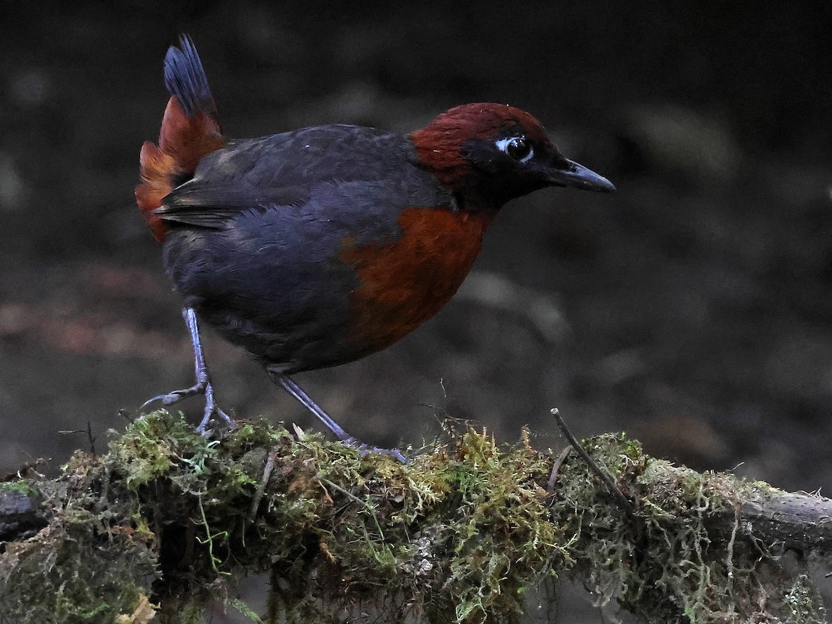 Rufous-breasted Antthrush - ML635035712