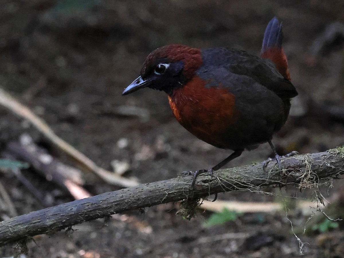 Rufous-breasted Antthrush - ML635035713