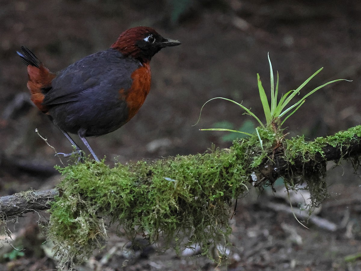Rufous-breasted Antthrush - ML635035714
