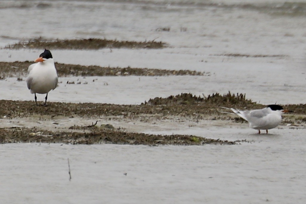Forster's Tern - ML635035844