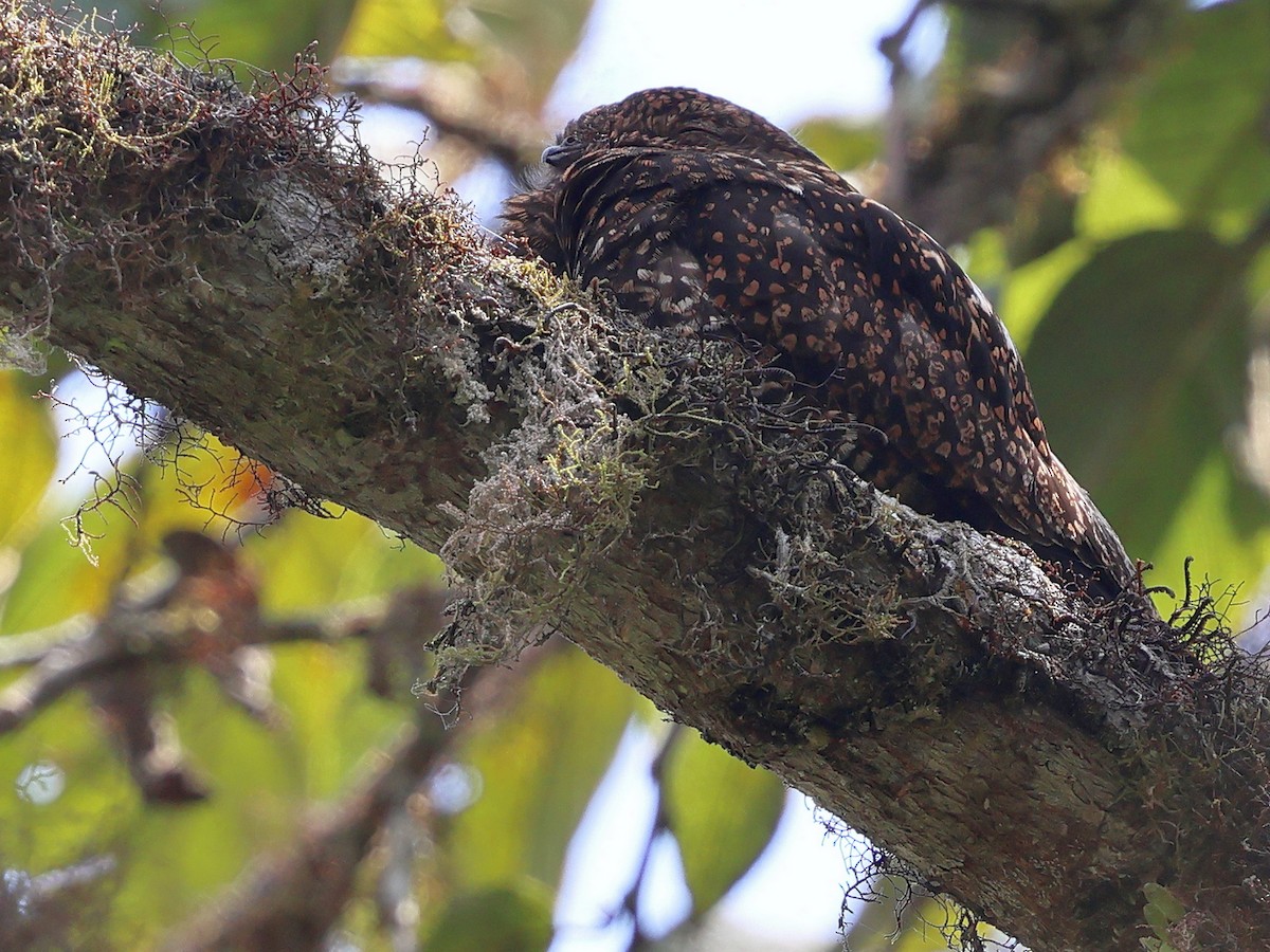 Short-tailed Nighthawk (Short-tailed) - ML635035908