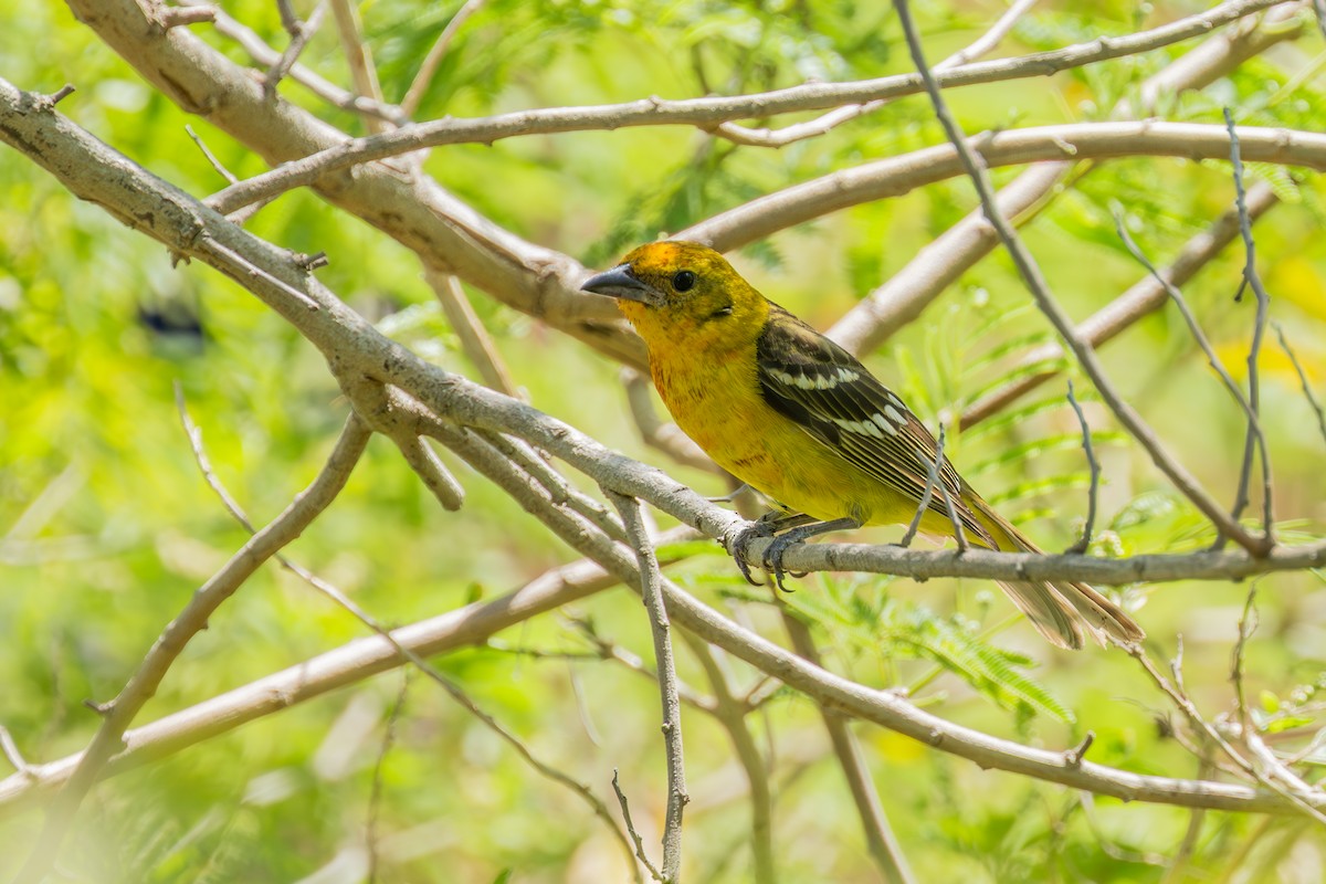 Flame-colored Tanager - ML635035993