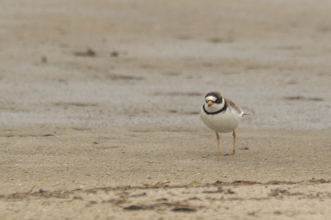 Semipalmated Plover - ML635035997
