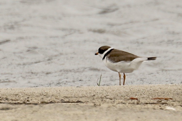 Semipalmated Plover - ML635035998
