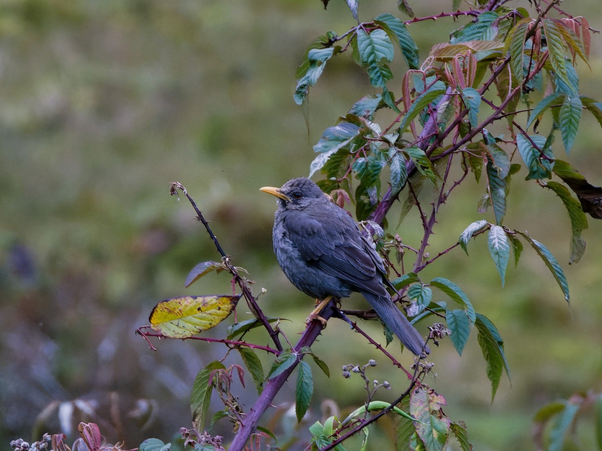 Chiguanco Thrush - ML635036000