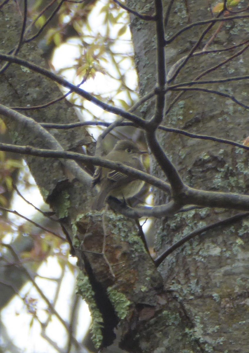Least Flycatcher - ML635036034