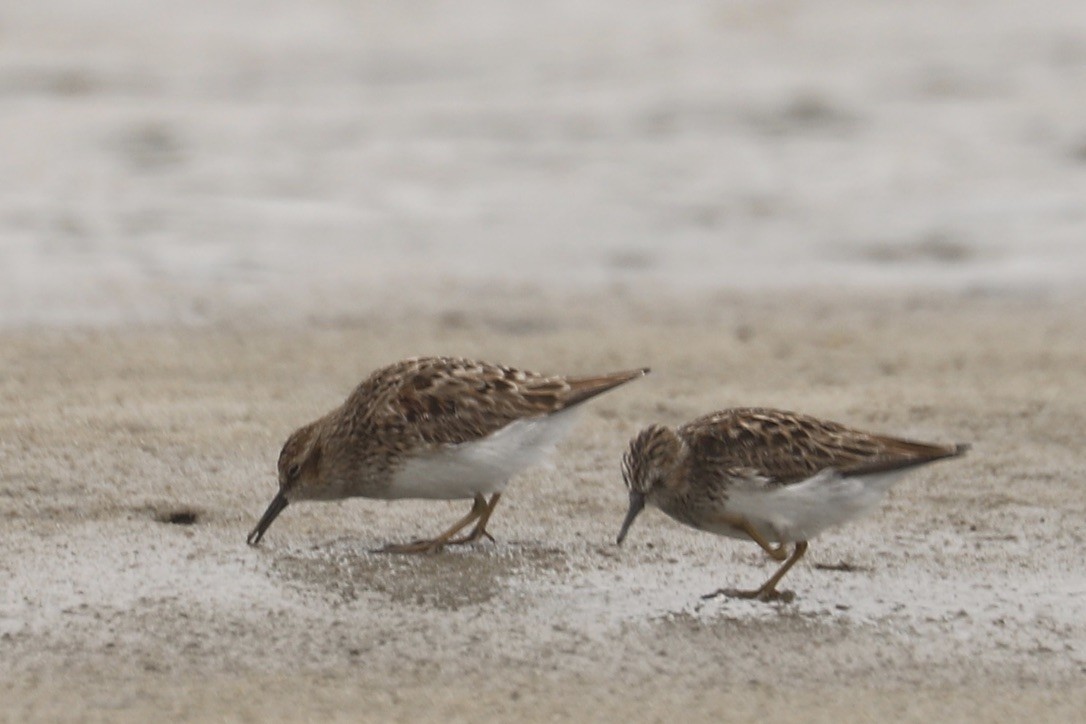 Least Sandpiper - ML635036041