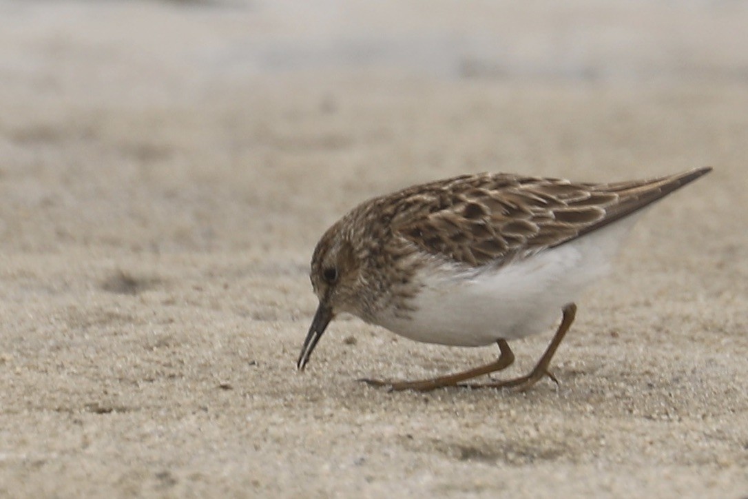 Least Sandpiper - ML635036042